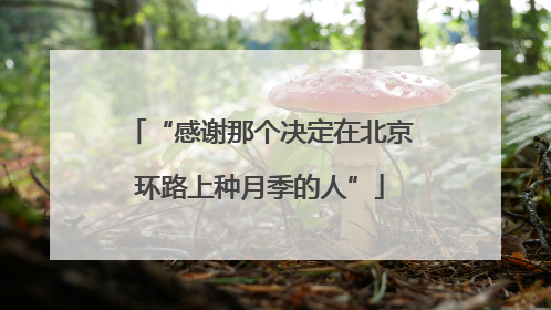 “感谢那个决定在北京环路上种月季的人”