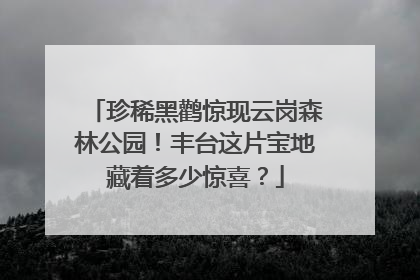 珍稀黑鹳惊现云岗森林公园！丰台这片宝地藏着多少惊喜？