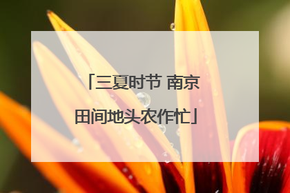 三夏时节 南京田间地头农作忙