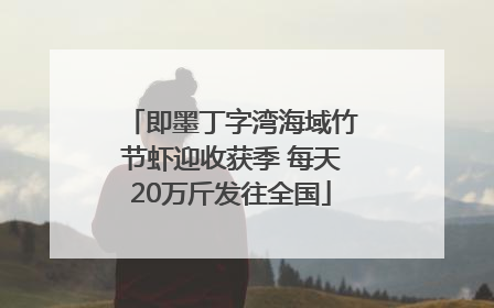 即墨丁字湾海域竹节虾迎收获季 每天20万斤发往全国