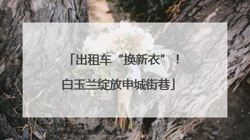 出租车“换新衣”！白玉兰绽放申城街巷