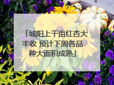 城阳上千亩红杏大丰收 预计下周各品种大面积成熟