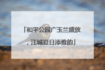 和平公园广玉兰盛放，江城夏日添雅韵