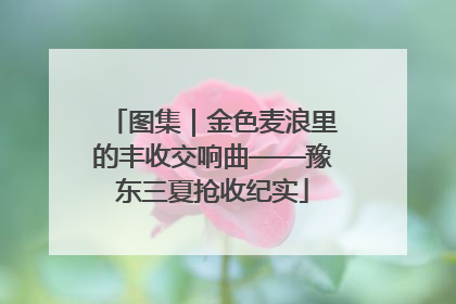 图集｜金色麦浪里的丰收交响曲——豫东三夏抢收纪实