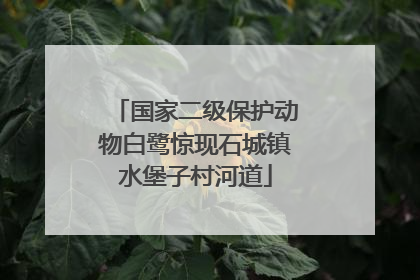 国家二级保护动物白鹭惊现石城镇水堡子村河道