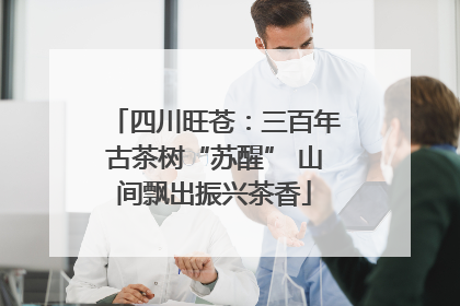 四川旺苍：三百年古茶树“苏醒” 山间飘出振兴茶香