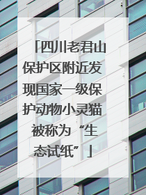 四川老君山保护区附近发现国家一级保护动物小灵猫 被称为“生态试纸”