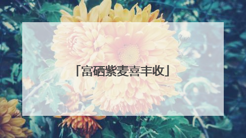 富硒紫麦喜丰收