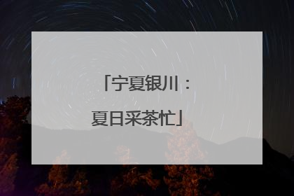 宁夏银川：夏日采茶忙