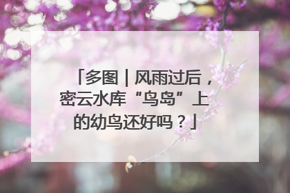 多图｜风雨过后，密云水库“鸟岛”上的幼鸟还好吗？