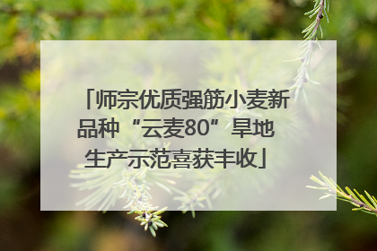 师宗优质强筋小麦新品种“云麦80”旱地生产示范喜获丰收
