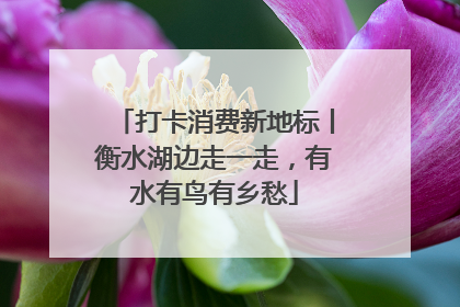 打卡消费新地标丨衡水湖边走一走，有水有鸟有乡愁