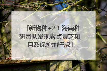 新物种+2！海南科研团队发现素贞灵芝和自然保护地壁虎