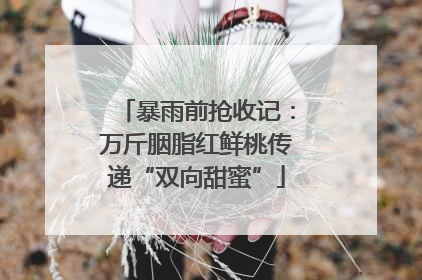 暴雨前抢收记：万斤胭脂红鲜桃传递“双向甜蜜”