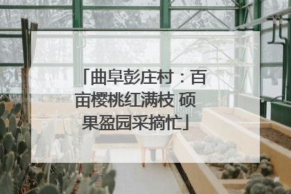 曲阜彭庄村：百亩樱桃红满枝 硕果盈园采摘忙