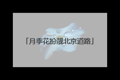 月季花扮靓北京道路
