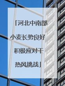 河北中南部小麦长势良好 积极应对干热风挑战