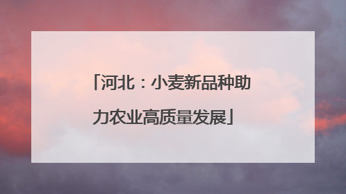河北：小麦新品种助力农业高质量发展
