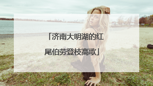济南大明湖的红尾伯劳登枝高歌