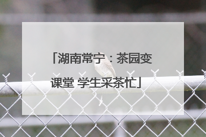 湖南常宁：茶园变课堂 学生采茶忙