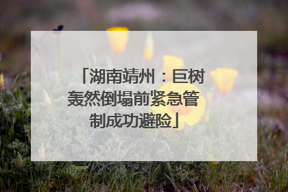 湖南靖州：巨树轰然倒塌前紧急管制成功避险