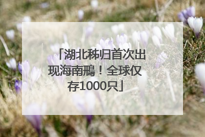 湖北秭归首次出现海南鳽！全球仅存1000只