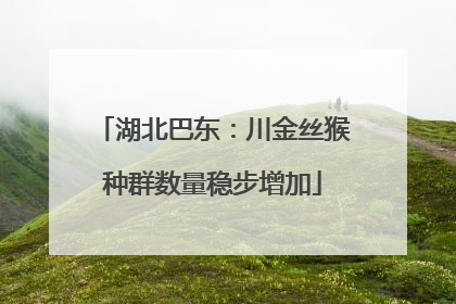 湖北巴东：川金丝猴种群数量稳步增加
