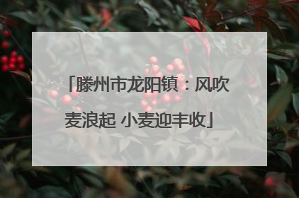 滕州市龙阳镇：风吹麦浪起 小麦迎丰收