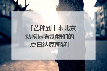 芒种到丨来北京动物园看动物们的夏日纳凉图鉴