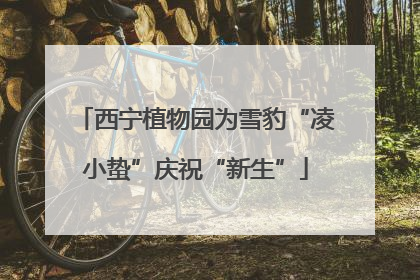 西宁植物园为雪豹“凌小蛰”庆祝“新生”