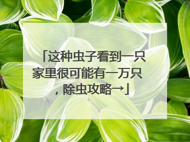 这种虫子看到一只家里很可能有一万只，除虫攻略→