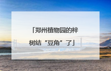 郑州植物园的梓树结“豆角”了