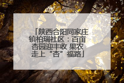 陕西合阳同家庄镇柏瑞社区：百亩杏园迎丰收 果农走上“杏”福路