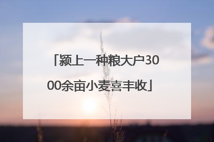 颍上一种粮大户3000余亩小麦喜丰收