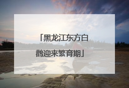 黑龙江东方白鹳迎来繁育期