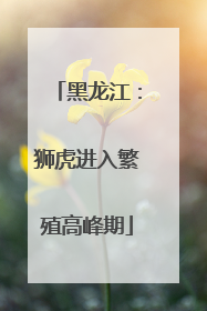 黑龙江：狮虎进入繁殖高峰期