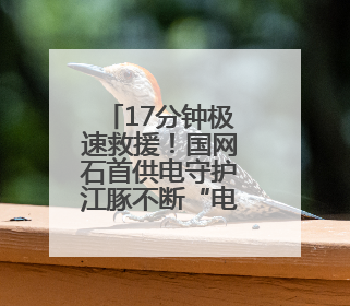 17分钟极速救援！国网石首供电守护江豚不断“电”